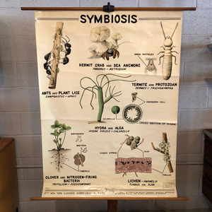 Educational Zoological Symbiosis Wall Chart By New York Scientific Supply Co